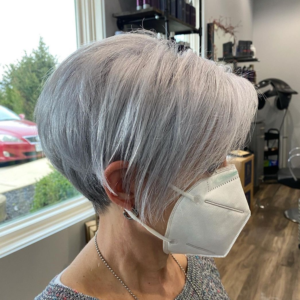 Over 60 Elegant Gray Pixie Bob